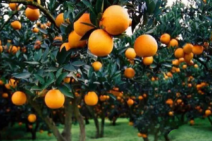 農技||柑橘采果後如何施水溶肥？