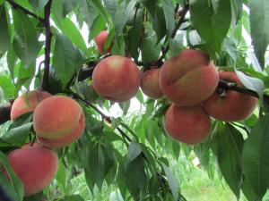水蜜桃如何施複合肥及水蜜桃的施複合肥方法